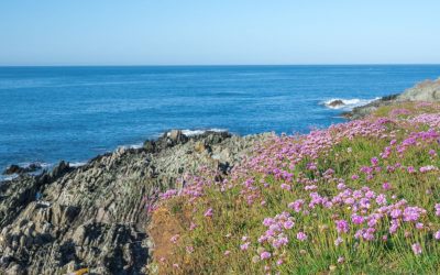 Strolls by the sea – walking holidays on the south-west Devon coast